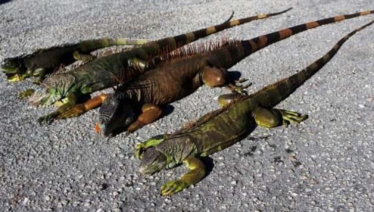 ABD’de ‘ağaçlardan iguana düşebilir’ uyarısı