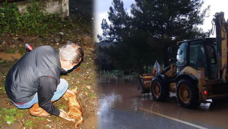 Bodrum’da sağanak yağış sele dönüştü! Sokak hayvanları boğuldu