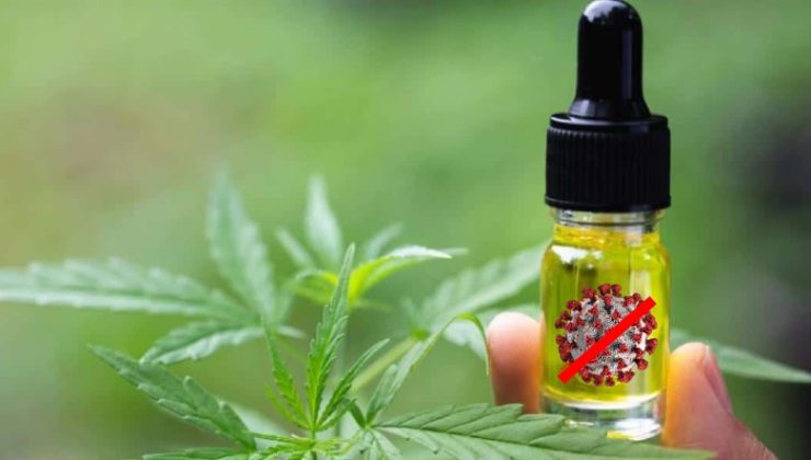 CBD ile COVID-19 Virüsünün Çoğalması Engellenebilecek