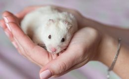 Hamster’lardan İnsanlara COVID-19 Bulaşabildiği Öğrenildi