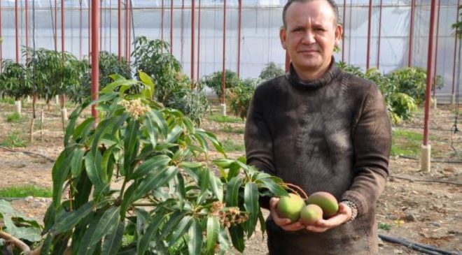 Mango ekeni zengin ediyor! Bahçede 40, markette 80 liradan satılıyor