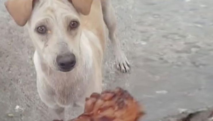 Yemek verdiği sokak köpeğini takip eden adam, karşısındaki manzarayla hıçkırıklara boğuldu