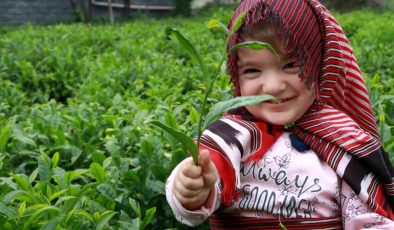 Rize’de gözler çıkarılacak Çay Kanununa çevrildi